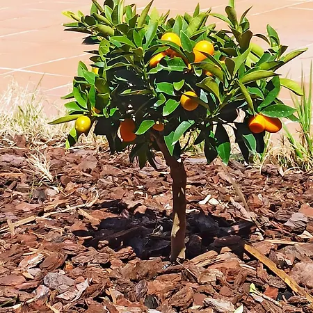 Samuel Gojar